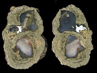 Fallen Tree Thunderegg